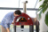 Brio, Pizzaugn, Gas, Röd - Alfa Forni Brio, Pizzaugn, Gas, Röd - Alfa Forni