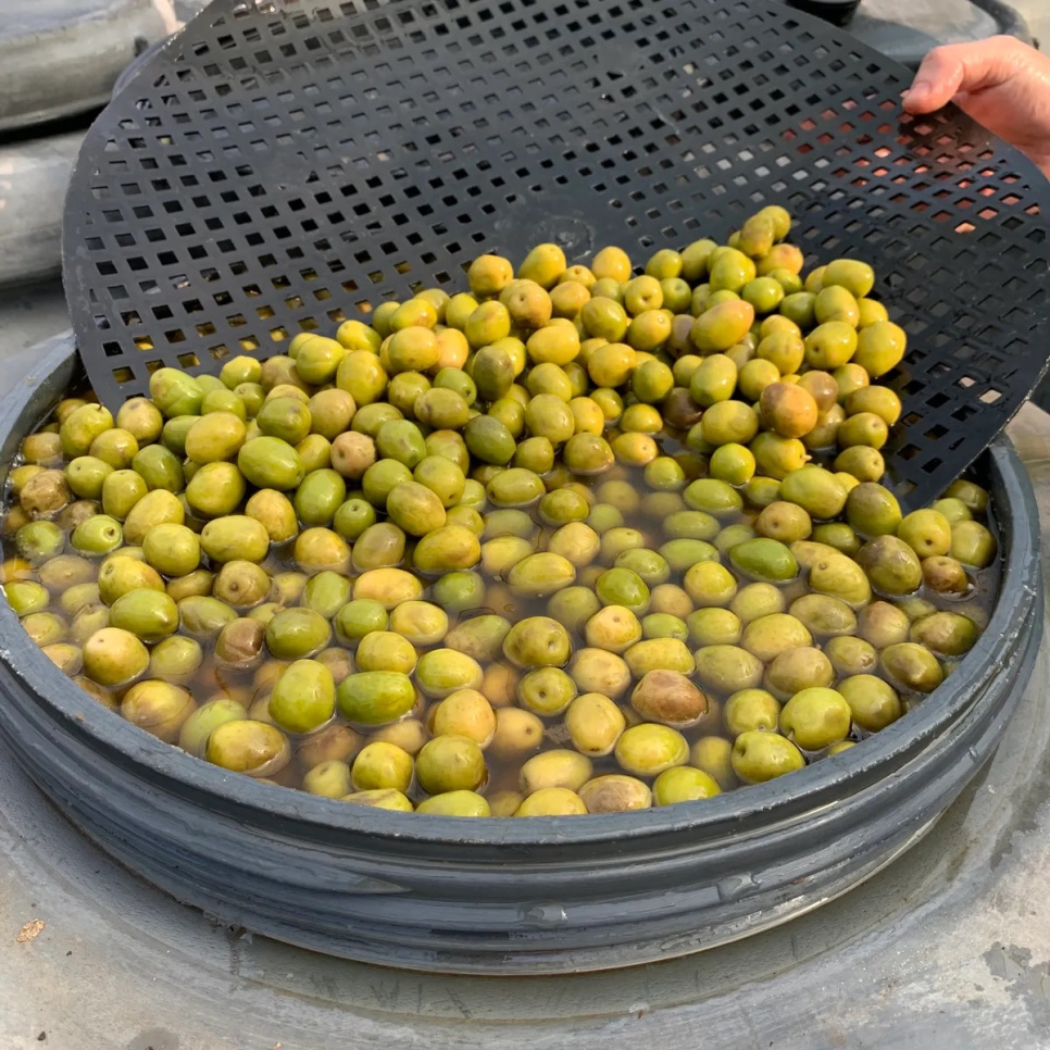 Oliver, Manzanilla, 2,5kg - Bernal Oliver, Manzanilla, 2,5kg - Bernal