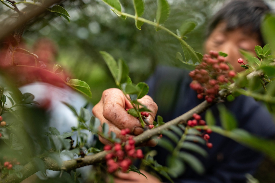 Sichuanpeppar, QingXi, 15 g - The Pepper Quest