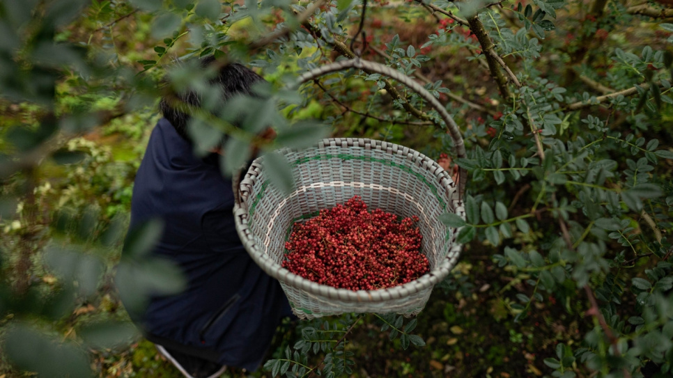 Sichuanpeppar, QingXi, 15 g - The Pepper Quest