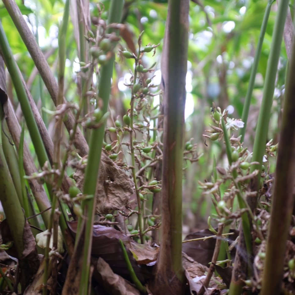 Grön Kardemumma, Knuckles Mountain, 25 g - The Pepper Quest