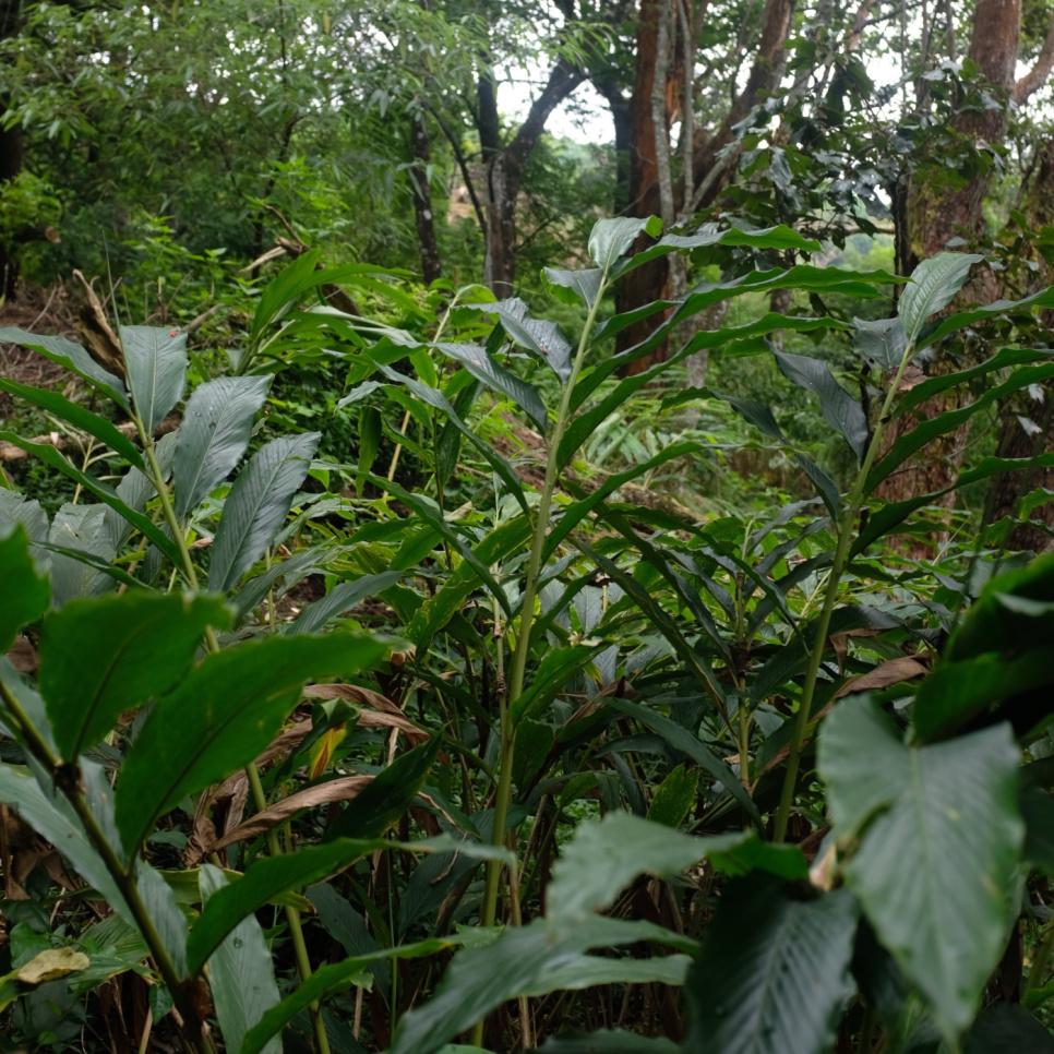 Grön Kardemumma, Knuckles Mountain, 25 g - The Pepper Quest