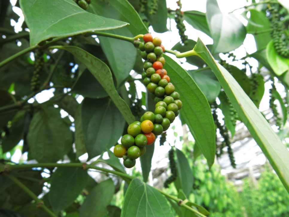 Peppar, Sen skörd, Phu Quoc, 40 g - The Pepper Quest