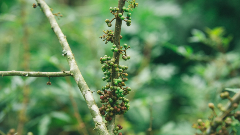 Peppar, Andaliman, Batak, 15 g - The Pepper Quest