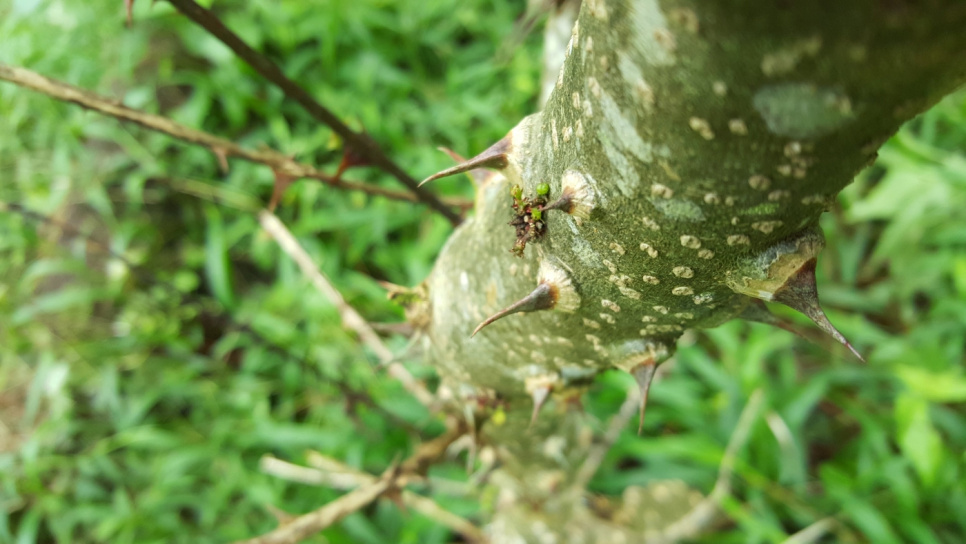 Peppar, Andaliman, Batak, 15 g - The Pepper Quest