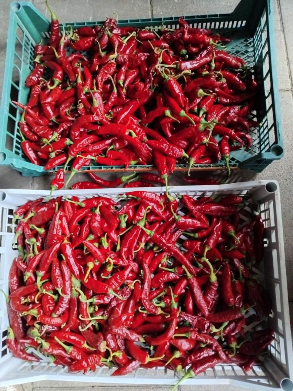 Paprikapulver, Szegedi, 40 g - The Pepper Quest