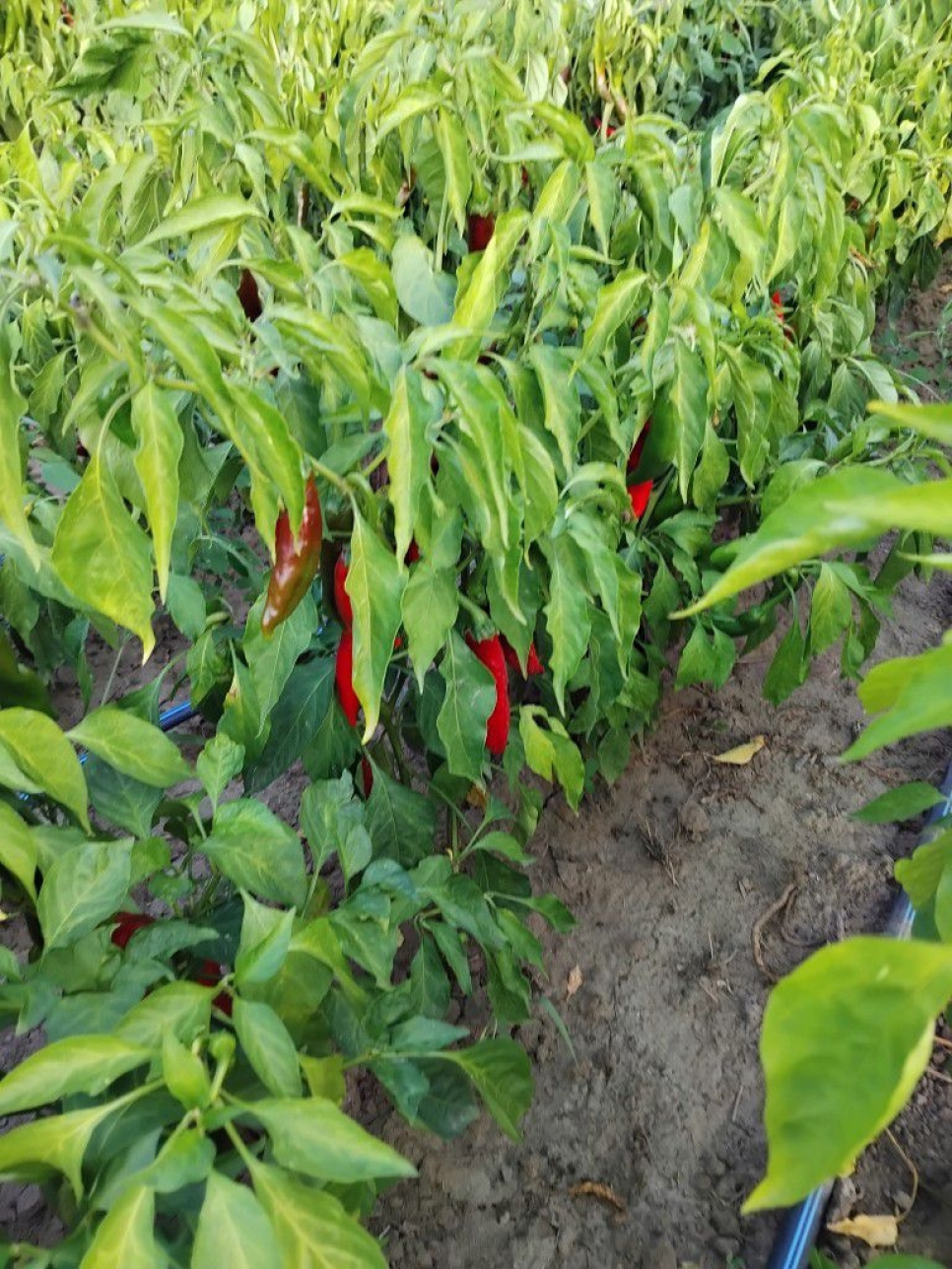 Paprikapulver, Szegedi, 40 g - The Pepper Quest