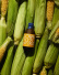 Corn Yuzu Hot Sauce, 250 ml - Noma Projects